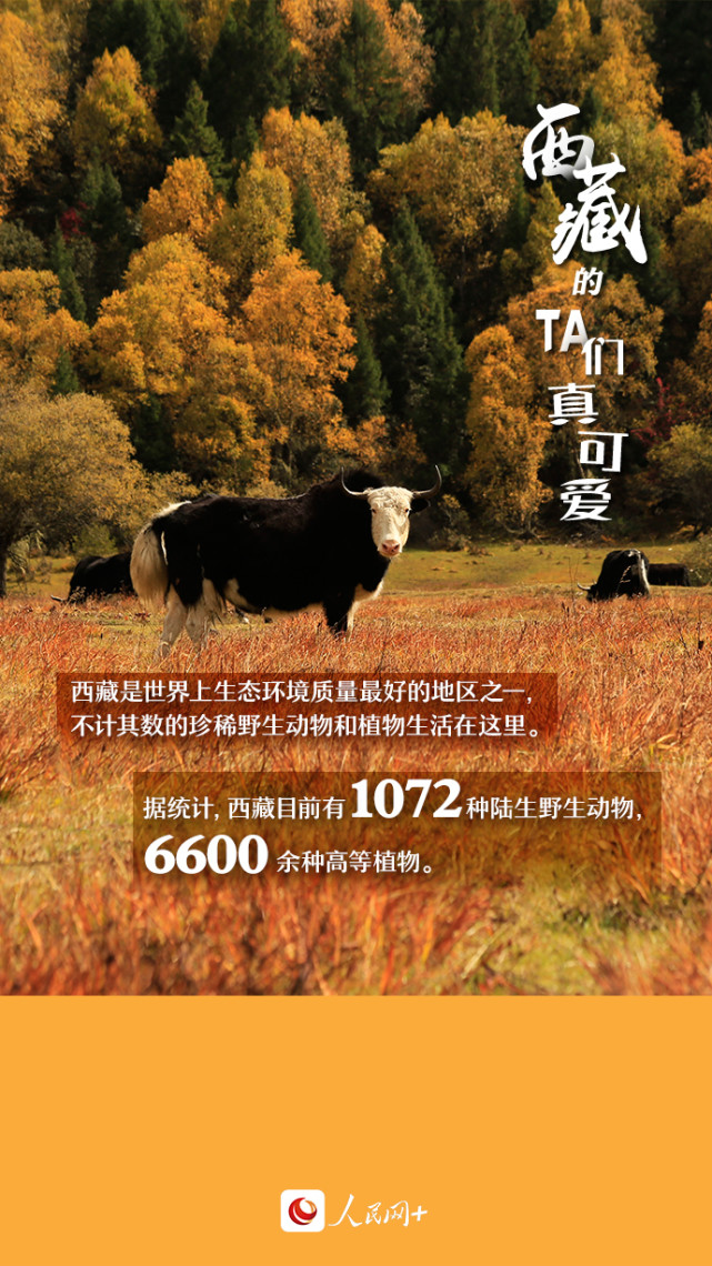 近距離觀察西藏“萌物”，走起！