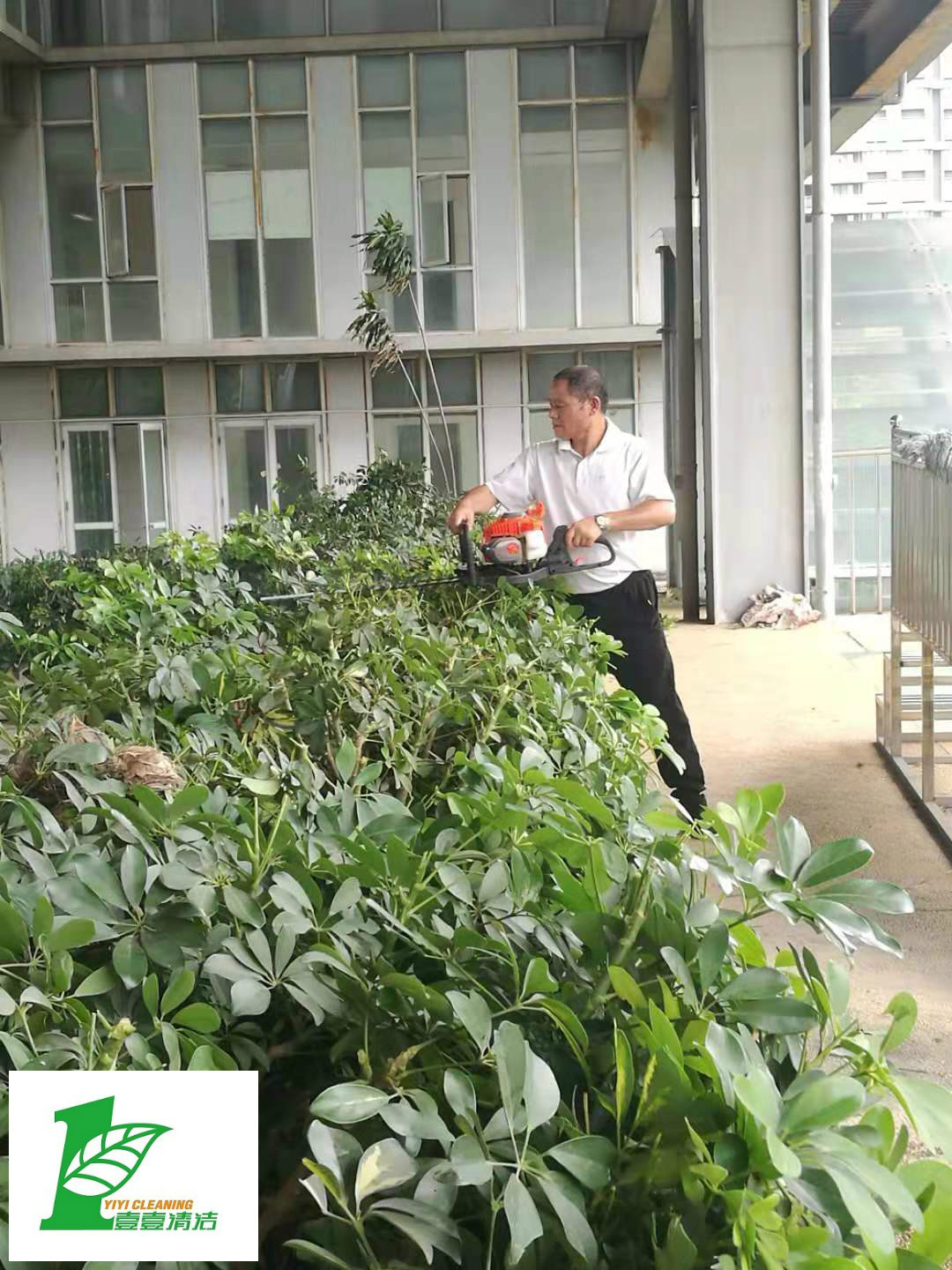 壹壹公司告訴您綠化養(yǎng)護(hù)必備修剪技巧？